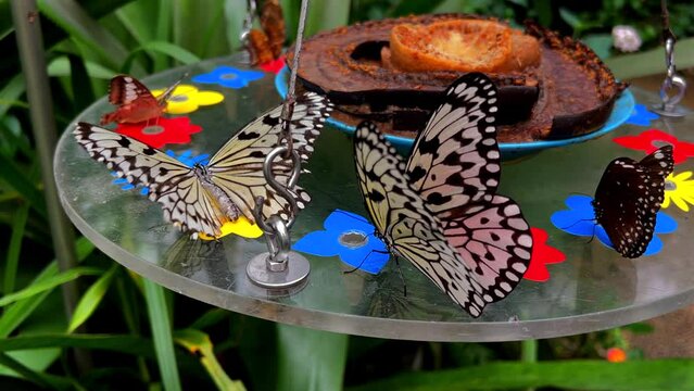 Several butterflies with a special pattern sitting on a table