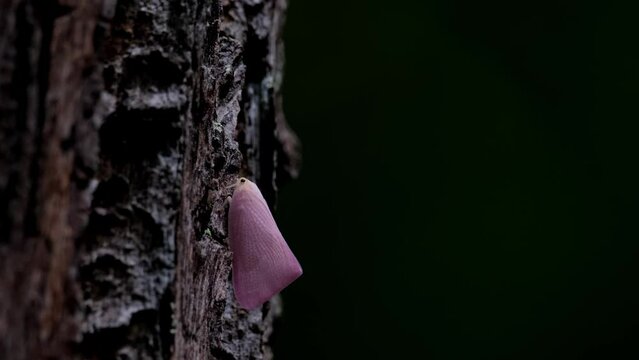 Camera zooms out as this Pink Planthopper is revealed in the dark of the forest, Flatid, Thailand