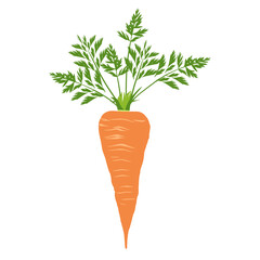 carrot 