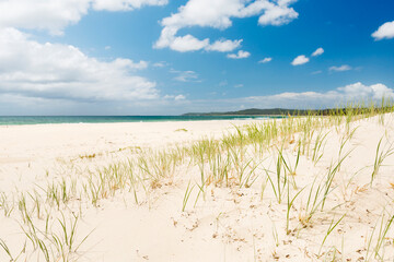 Bright blue sky with white sand and green grass on the sand dunes on Stradbroke Island, Australia - Powered by Adobe