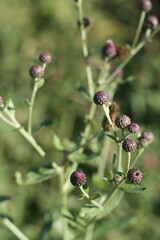 blackberry bush with berries