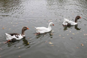 ducks