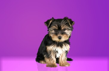 Portrait of a cute small puppy dog sit