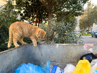 A dirty yellow hungry stray cat walking on top of a trash bin, front view