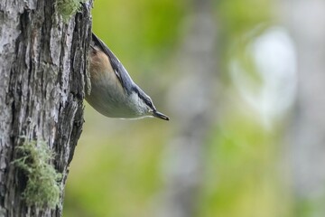 周囲を警戒しながら餌を食べるゴジュウカラ