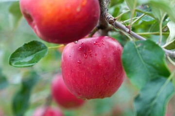 美味しそうに熟した水滴をまとったリンゴ