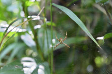 Dorsal view of a juvenile St. Andrew's cross spider sitting on its spider net