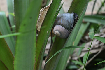 A giant land snail, which is endemic, is sticking to the surface of a pineapple leaf