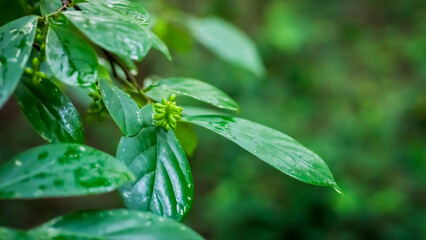 Antidesma thwaitesianum, beginning to bloom, green leaves and branches