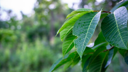 Green leaves, in the tropical forest, blurred background and bokeh