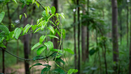 Photograph of the leaves, branches and trunk of Dioscorea alata, a plant whose roots can be used as...