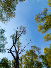 Autumn foliage under blue sky, trees in forest, no people. Tranquil Autumn Forest, a Natural Beauty of Blue Skies and Foliage Growth. Perfect for natural background or wallpaper.