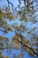 Autumn foliage under blue sky, trees in forest, no people. Tranquil Autumn Forest, a Natural Beauty of Blue Skies and Foliage Growth. Perfect for natural background or wallpaper.