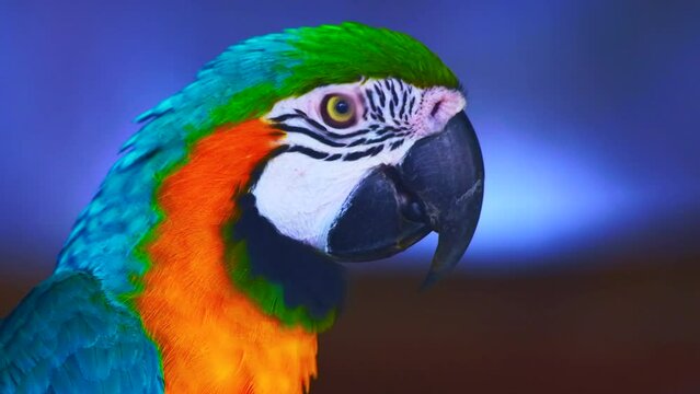 4K video of blue and yellow macaw bird in Thai.