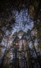 Fototapeta premium forest at night