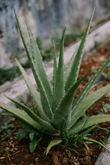 aloe vera plants that are deliberately planted in the yard of the house.