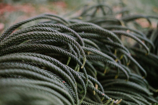 Leaves from the Araucaria columnaris (Araucariaceae) tree that have been cut are shaped like ropes