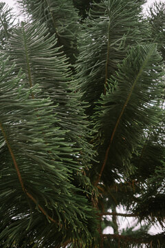 Araucaria columnaris, the coral reef araucaria, Cook pine, New Caledonia pine, Cook araucaria, or columnar araucaria, is a species of conifer in the family Araucariaceae
