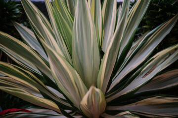 Furcraea gigantea striata is a tropical plant originating from Brazil. Sword-like leaves with...