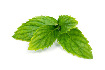 Natural mint leaves. Mint plant on white background. A sprig of fragrant mint.