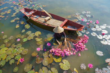 A female worker harvesting water lilies with wooden rowing boat in Vietnam