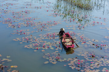 A female worker harvesting water lilies with wooden rowing boat in Vietnam