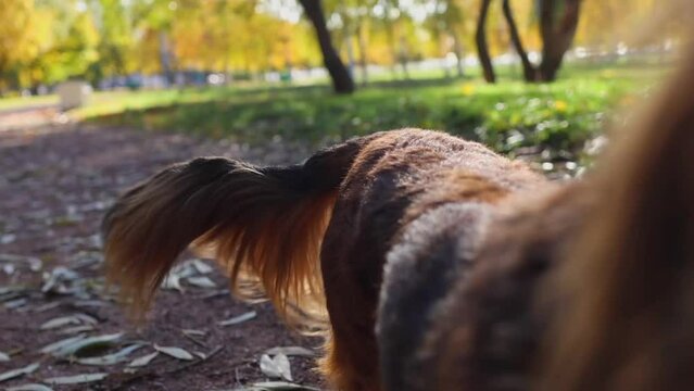 Red longhaired dachshund dog walking in autumn park video, beautiful wiener dog without a leash outdoor on fresh air