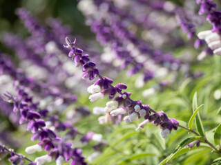 紫と白の美しいアメジストセージ