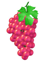 포도