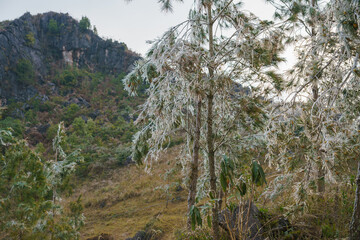 Fototapeta premium Blossoming flowers in Ha Giang province in spring season. Ha Giang is a northernmost province in Vietnam