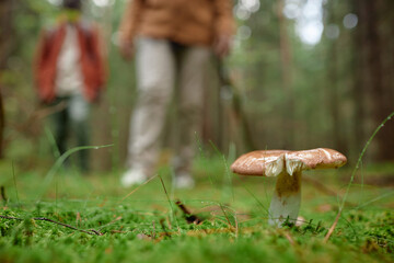 Close-up of hikers collecting mushrooms together in the forest