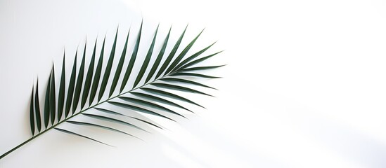 The palm leaf s shadow is depicted as an abstract shape on the clean white wall