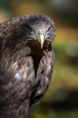 Portrait white-tailed eagle. Danger animal in nature habitat. Wildlife scene