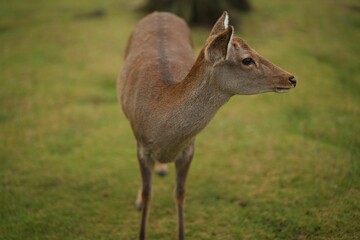 Deer on green lawn in a park