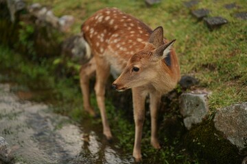 Deer on green lawn in a park