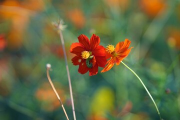Closeup of a red flower in a green field