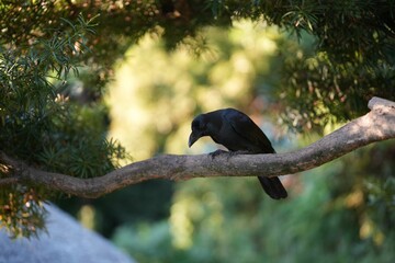 Black crow perched on a gnarled tree branch