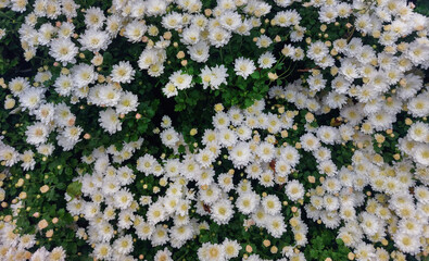 A beautiful garden flower. Background