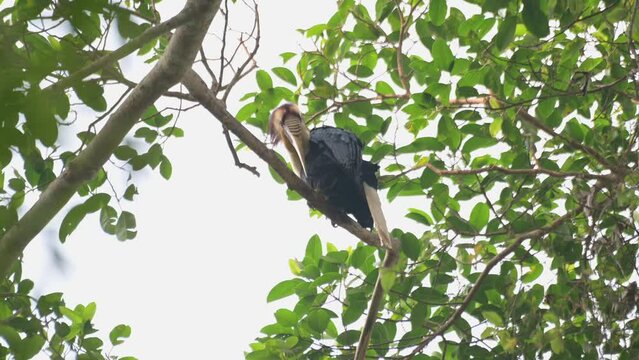 Seen from under while perched high preening its left wing during a windy day, Wreathed Hornbill Rhyticeros undulatus, Male, Thailand