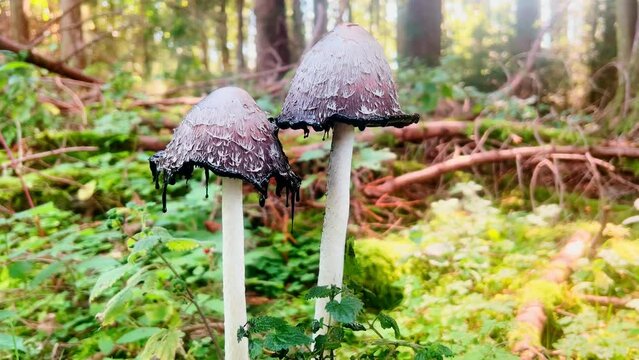 Discover the elegant Coprinus comatus mushroom, a wild delicacy thriving in the forest's natural environment. A testament to nature's beauty and diversity.