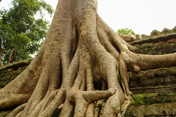 Selective focus of Stunning close up view of the Ta Prohm temple in Cambodia