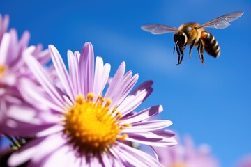 a bumblebee hovering over a purple aster