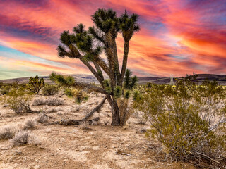 The Joshua tree in the Mojave Desert, under a beautiful orange and reddish sky in the state of...