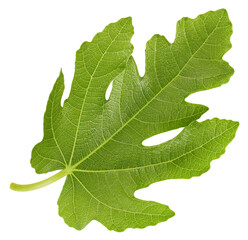 Organic fig leaf macro studio photo