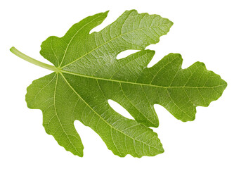 Organic fig leaf macro studio photo