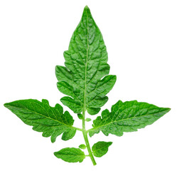 Leaf tomato. Leaf clipping path