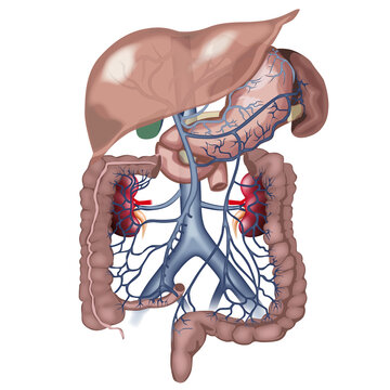 Abdomen anatomy, Anatomy of human abdominal vein system