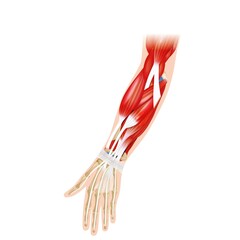 ELBOW ANTERIOR, elbow muscles, illustration, hand anatomy, 
