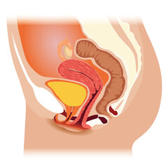 female reproductive system, Human reproductive system sagittal view
