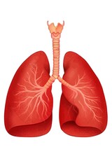Healthy human lungs, human body part, lung, lungs